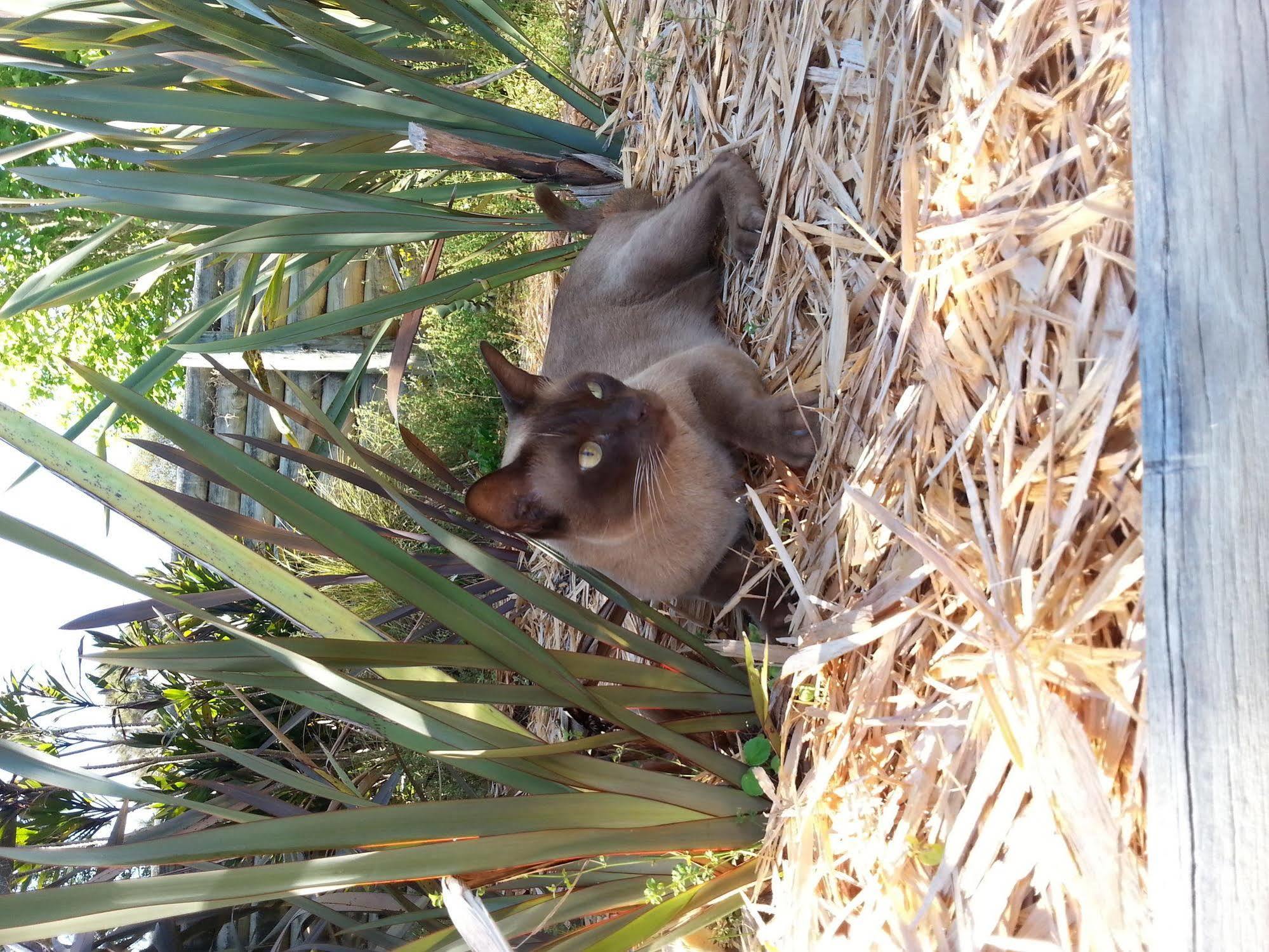 פאיהייה Morepork Riverside Lodge מראה חיצוני תמונה