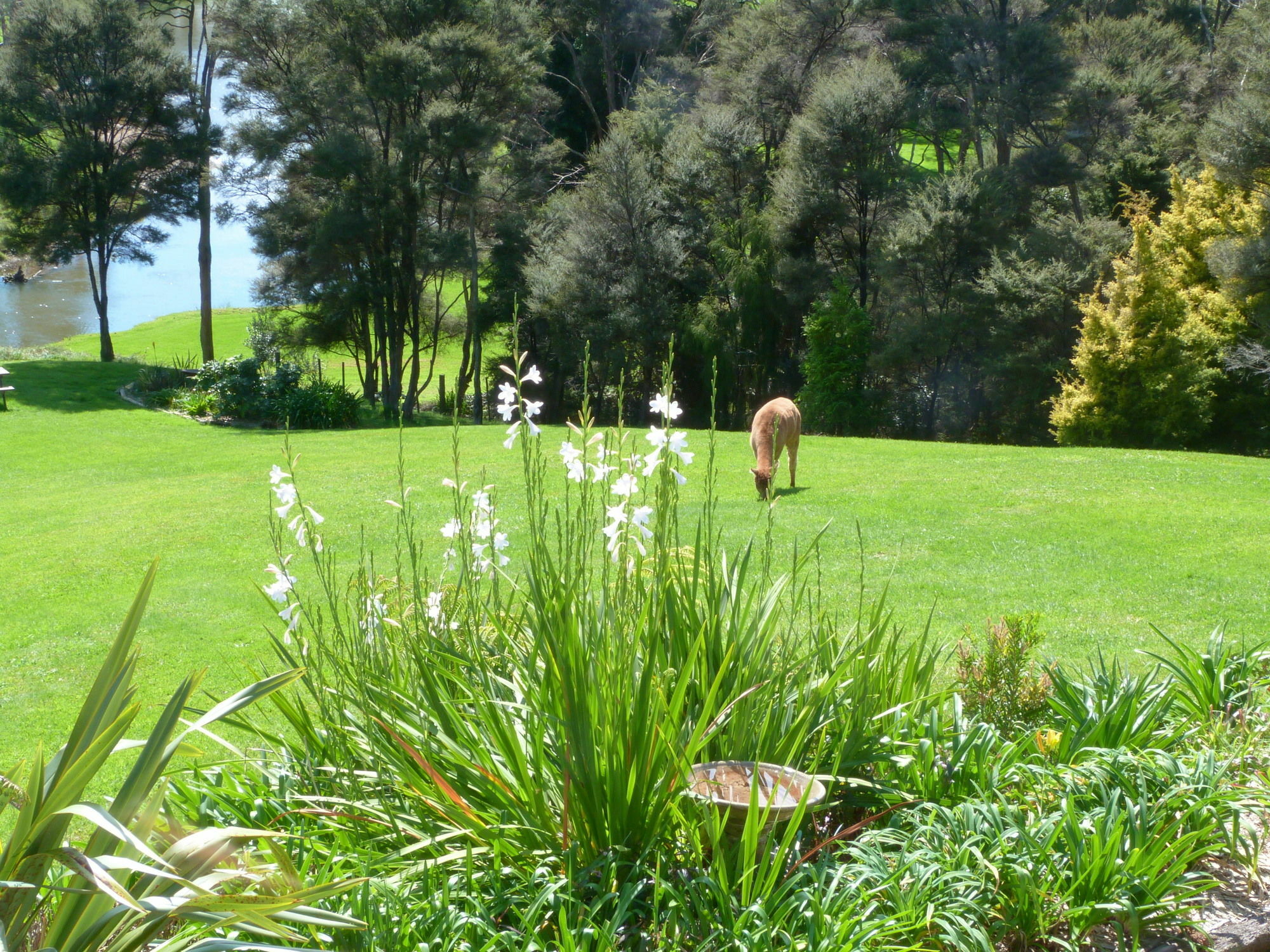 פאיהייה Morepork Riverside Lodge מראה חיצוני תמונה